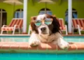 Hospedagem Pet Friendly no Brasil: Como Encontrar e o Que Perguntar Antes de Reservar